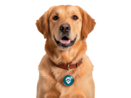TAG Pet - Contacto Vital